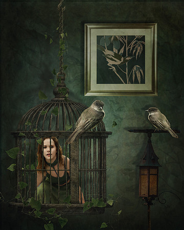 The Bird Cage